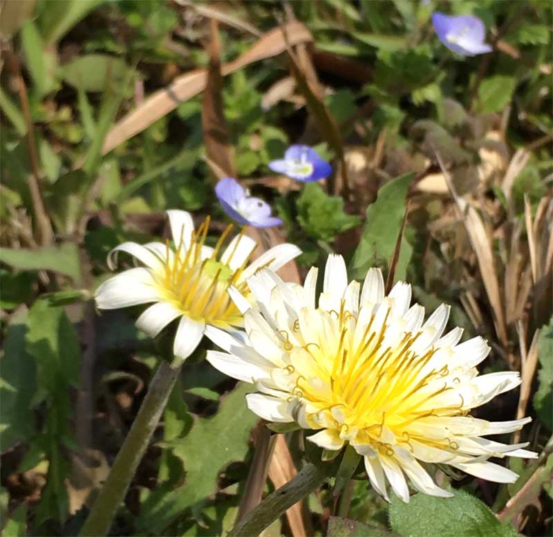 白花タンポポ