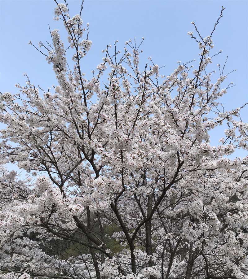 桜