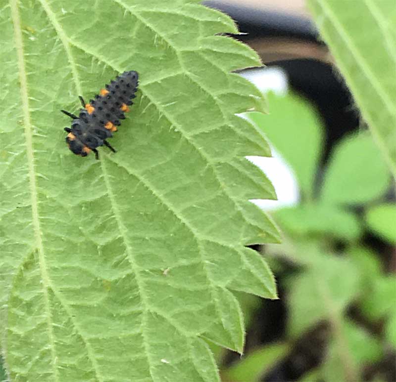 テントウムシの幼虫