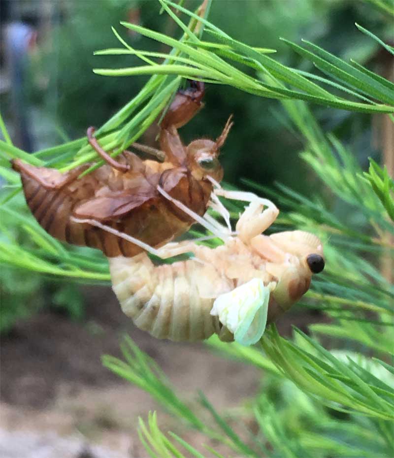 セミの羽化