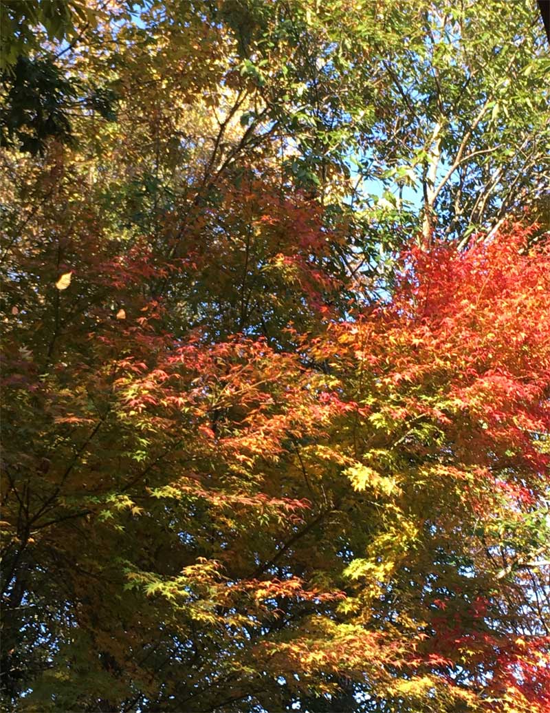 湯布院の紅葉