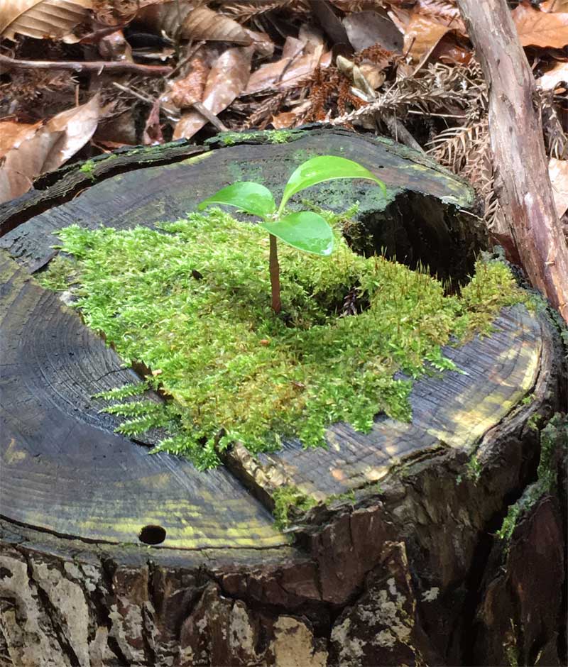 切り株からの芽