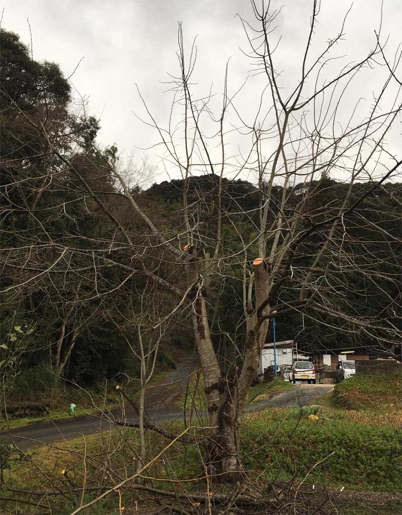 剪定後の菩提樹