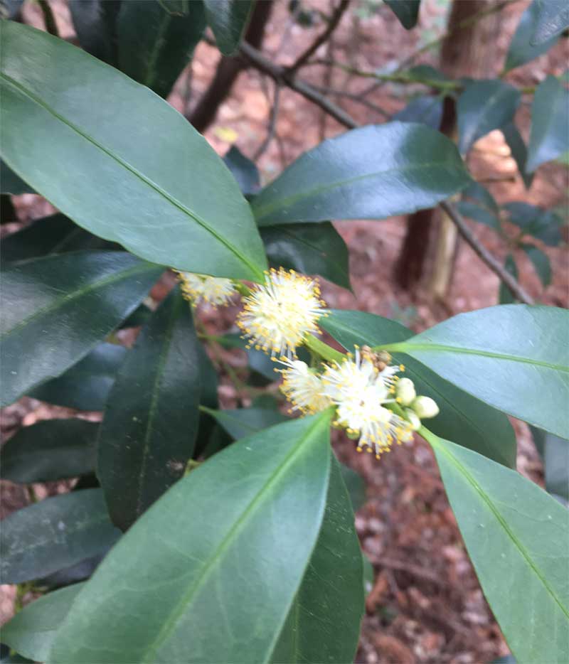 山中の樹木の花