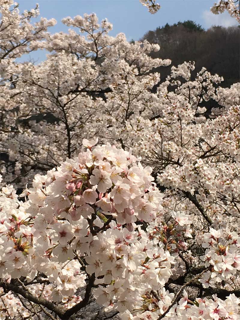 万本桜公園