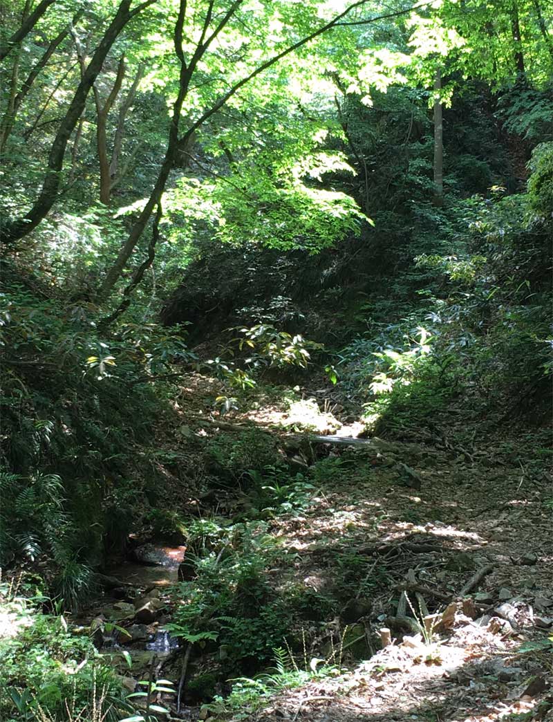 三郡山登山道