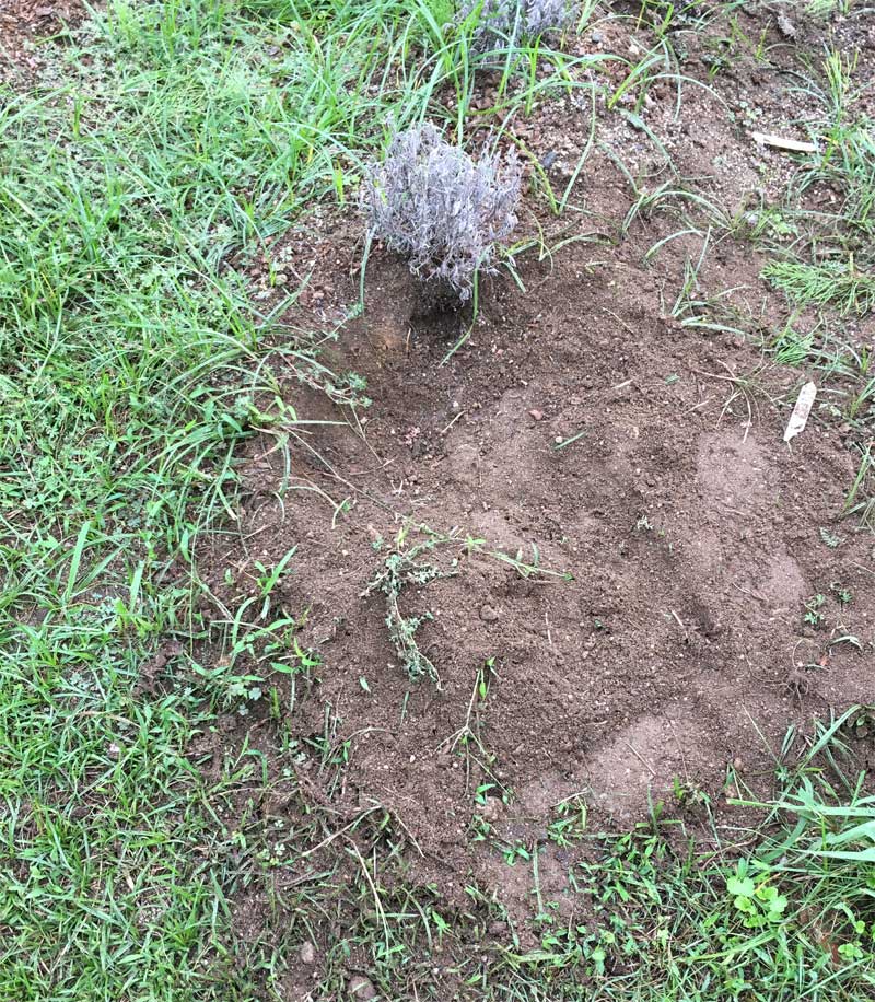 アナグマ被害？