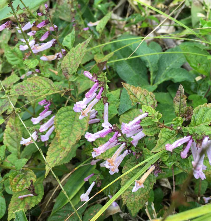 桃花アキチョウジ