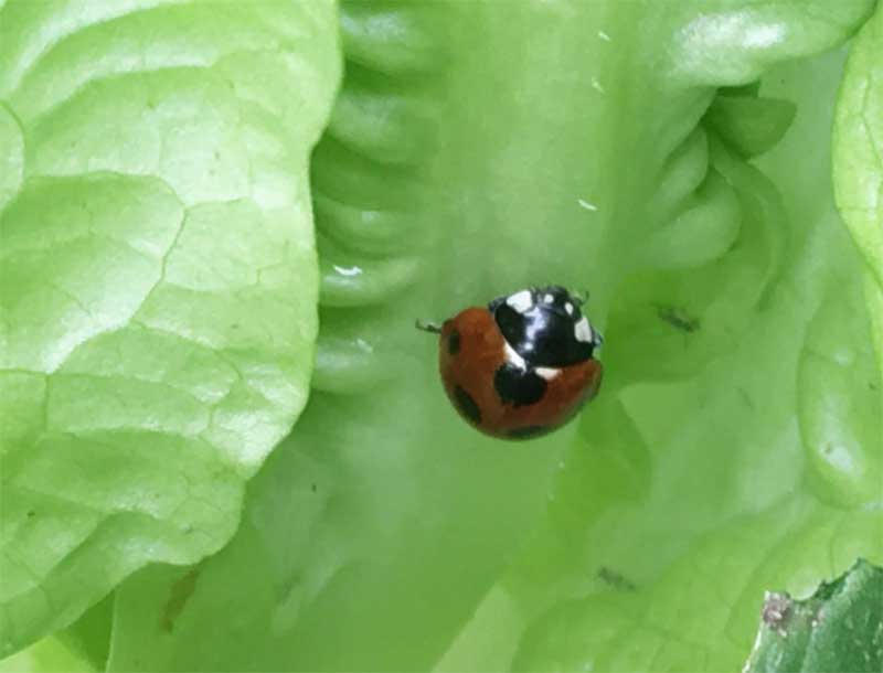 サラダ菜とてんとう虫