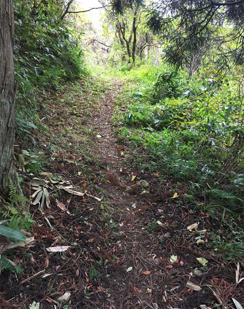 大日出山登山道６合目