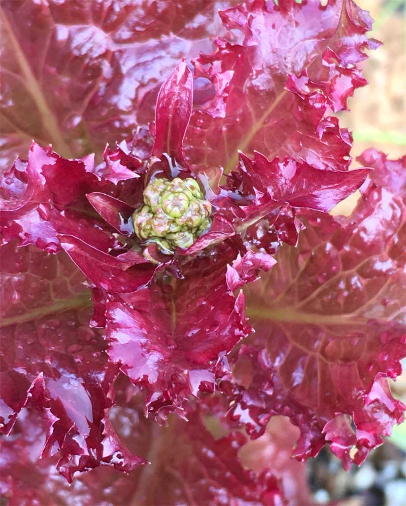 レタスの花芽