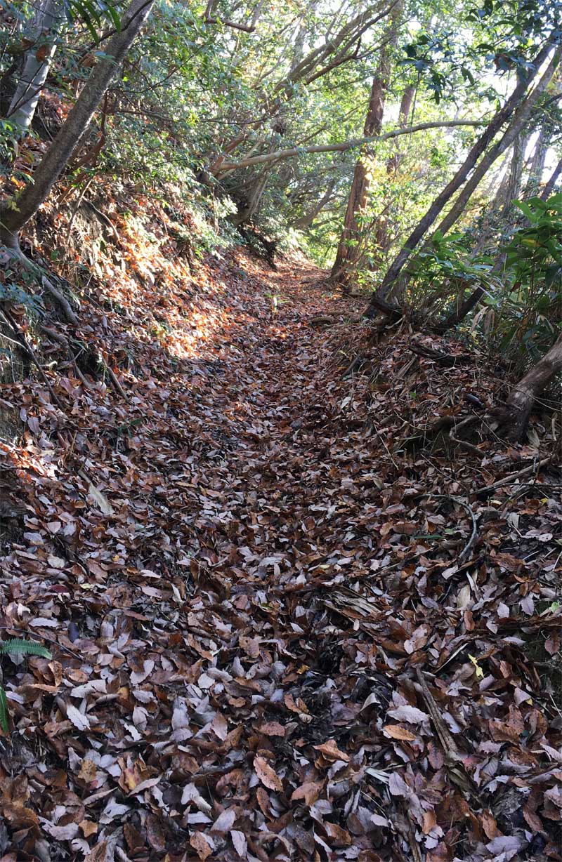 落ち葉がたっぷりの登山道