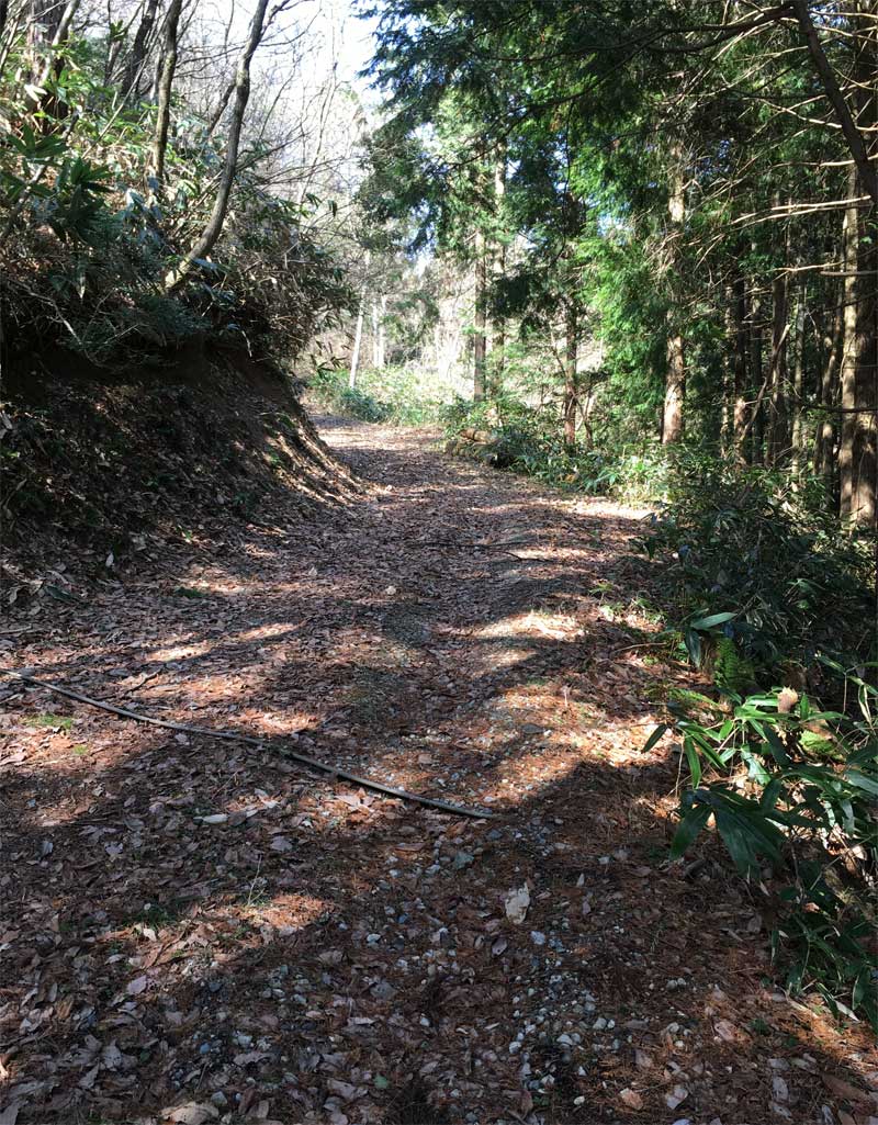 大人山登山道