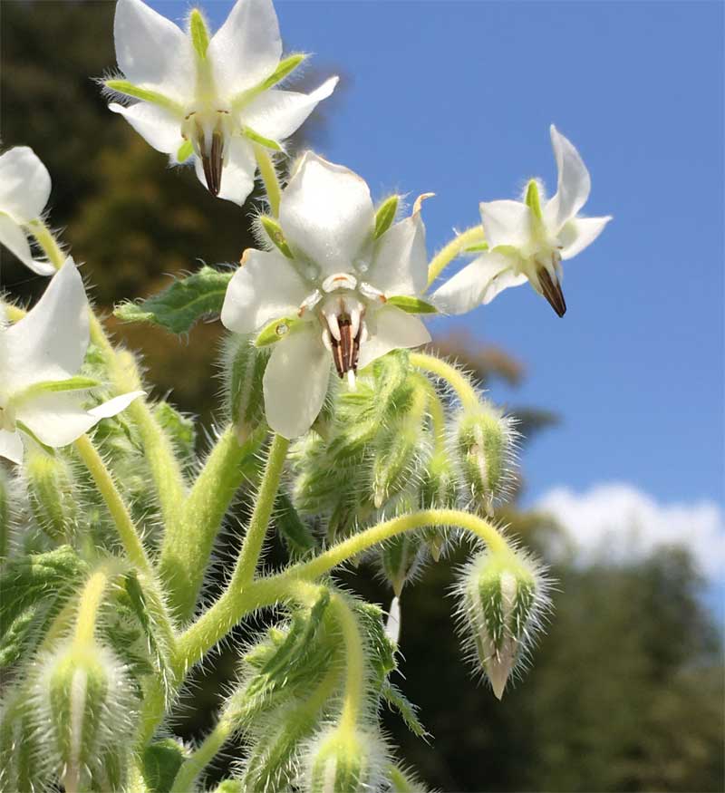 白花ボリジ