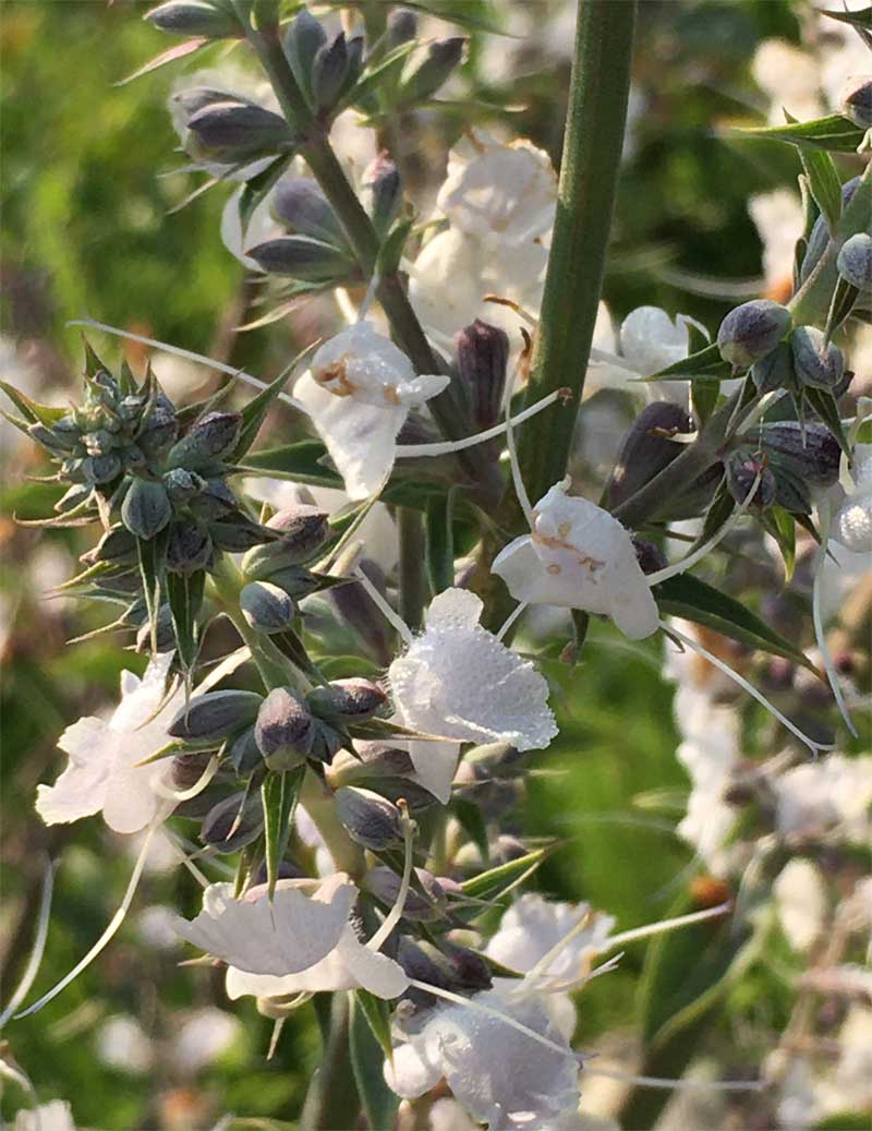 ホワイトセイジの花