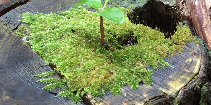 切り株からの芽