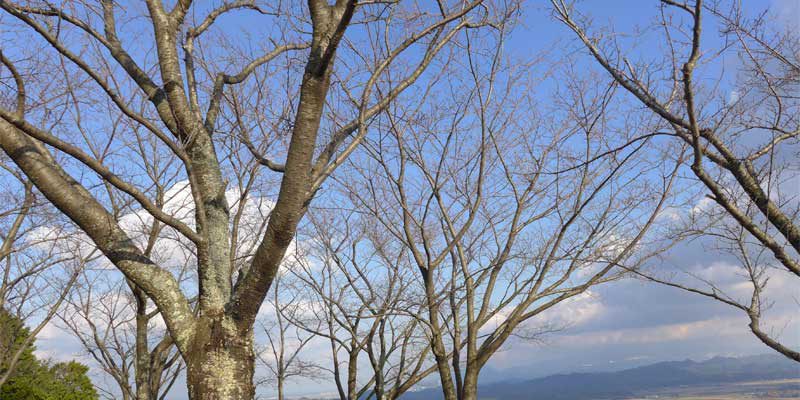 車山山頂桜の木