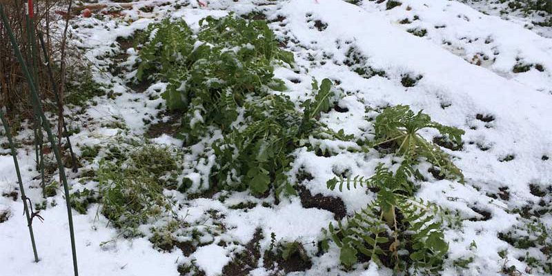 雪が積もった畑