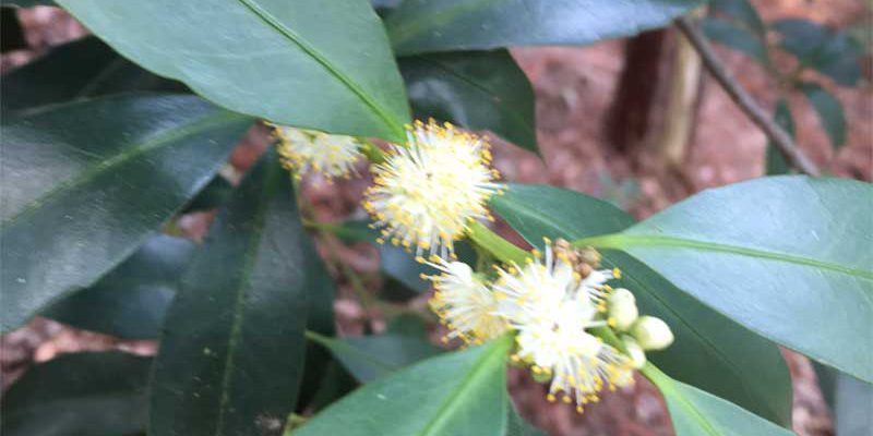 山中の樹木の花