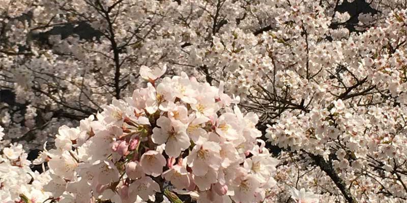 万本桜公園