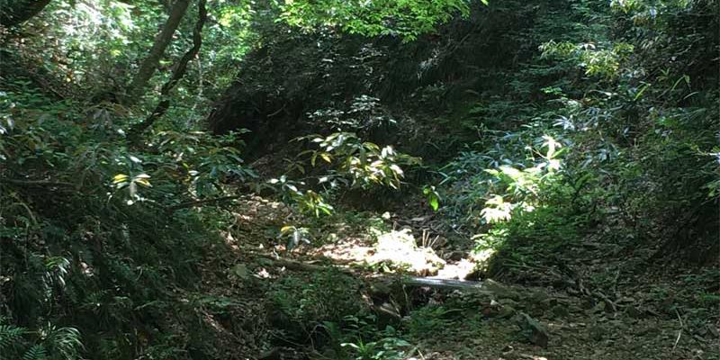 三郡山登山道