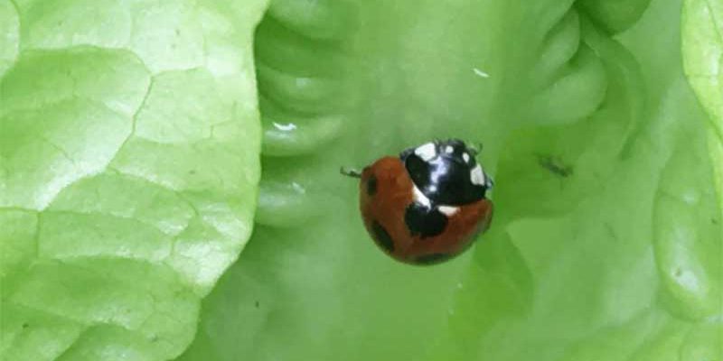 サラダ菜とてんとう虫