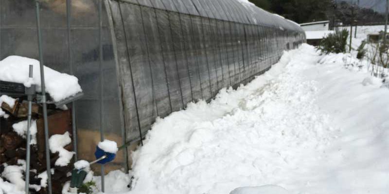 圃場の雪