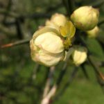 カラタチも開花手前でストップ