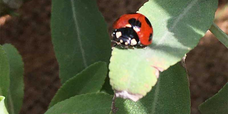 ホワイトセイジとてんとう虫