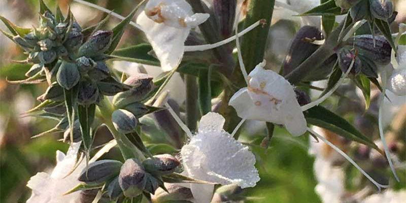 ホワイトセイジの花