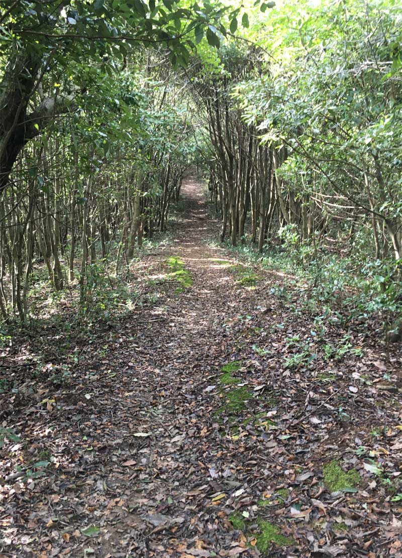 伊努谷峠〜旅伏山