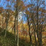 指谷山に登る。完ソロ登山で紅葉を独り占め