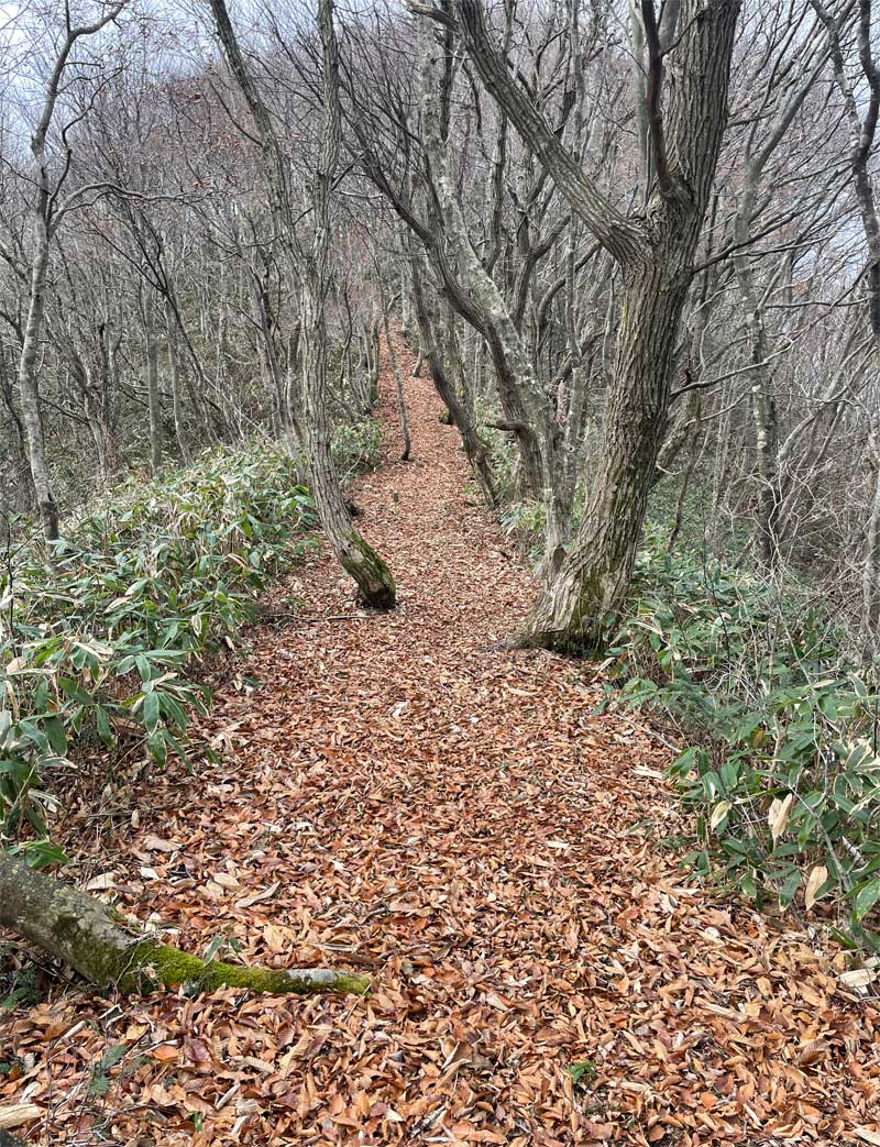 大万木山登山道