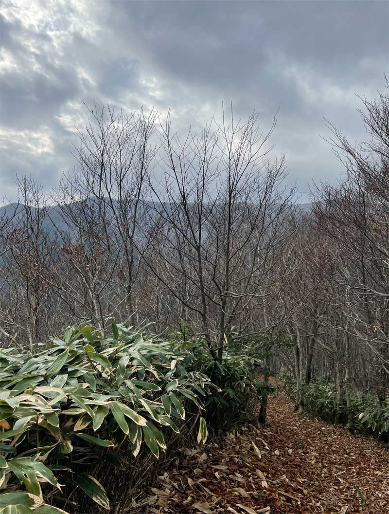 遠くから見る大万木山