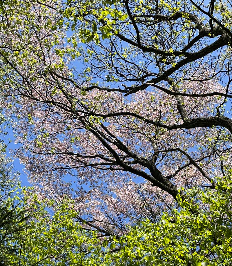 琴引山の山桜